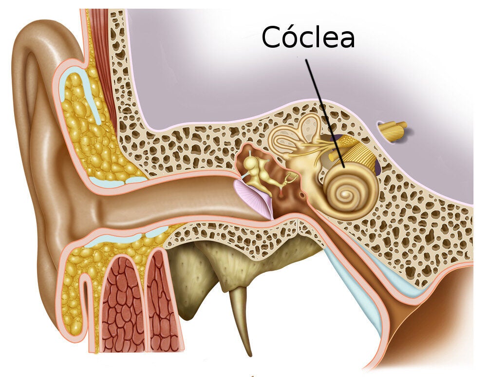 A IMPORTÂNCIA DA CÓCLEA NA AUDIÇÃO